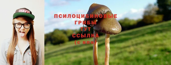 хмурый Аркадак