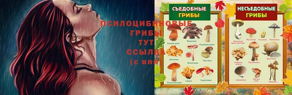 хмурый Аркадак